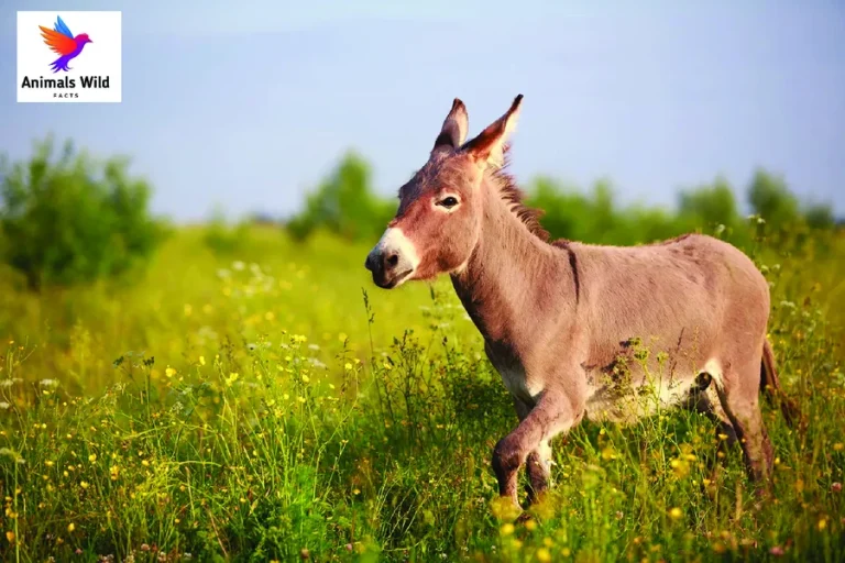 Top 20 Animals With Hooves: Complete Guide To Hoofed Mammals, Habits, Diets & Fun Facts