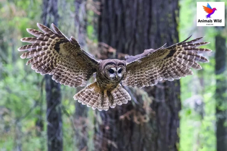 animals with spots Spotted Owl