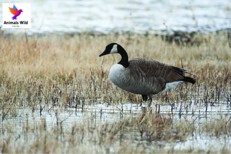 animals with webbed feet Canadian Goose