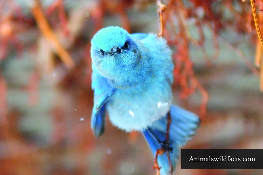 Bird of Nevada is the Mountain Bluebird