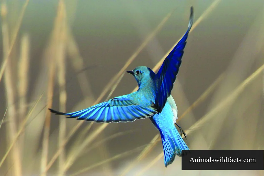 State bird of nevada Mountain Bluebird