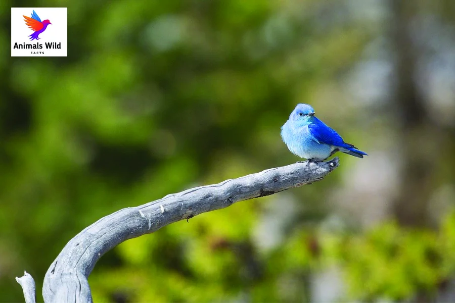 The state bird of Nevada Mountain Bluebird