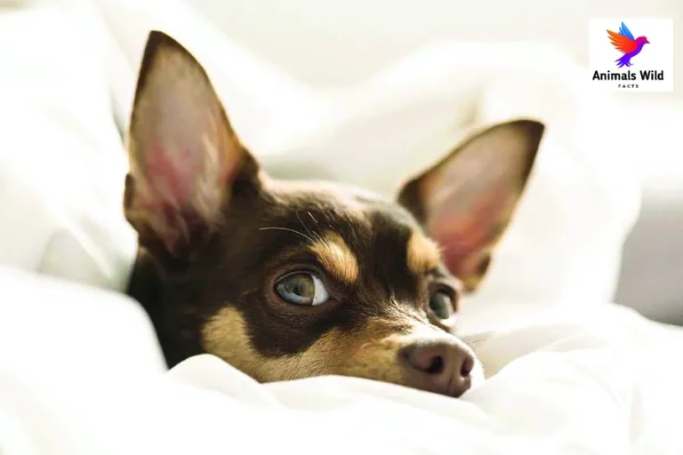 dog peeing on bed
