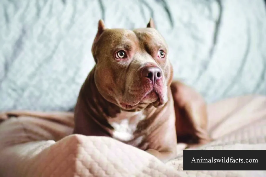 dog pees on bed