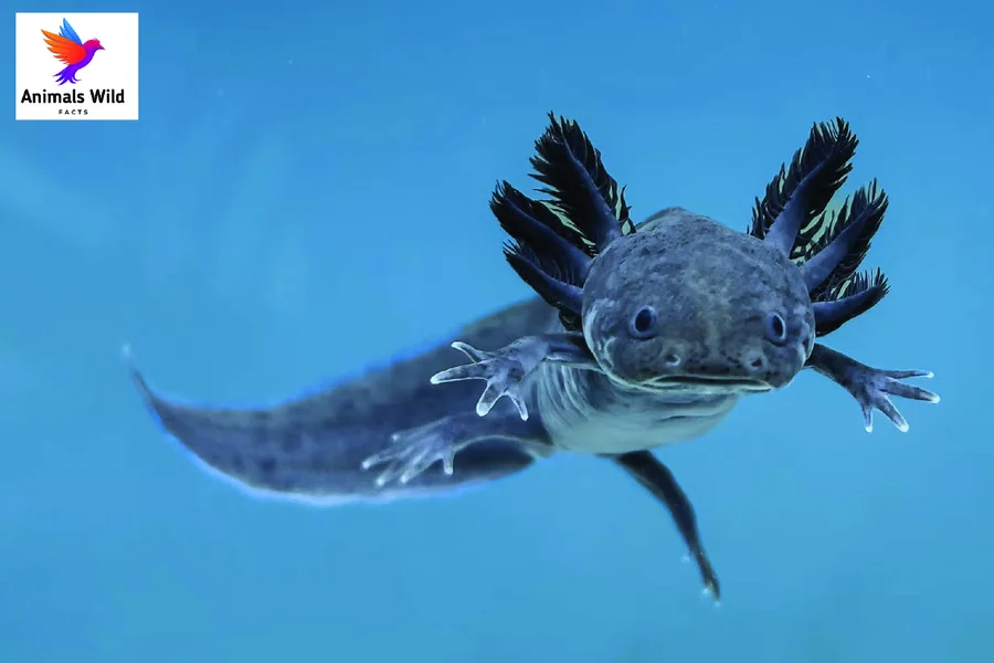 male or female axolotl