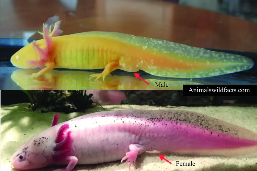 male or female axolotls 1