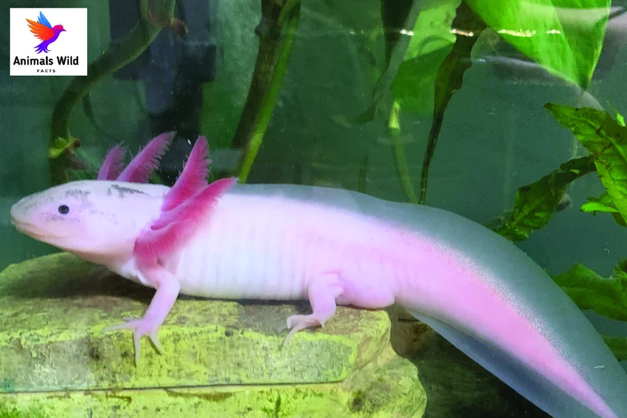 male vs female axolotls