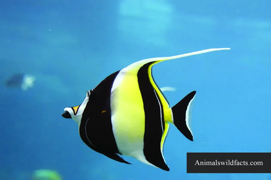 smells do fish hate