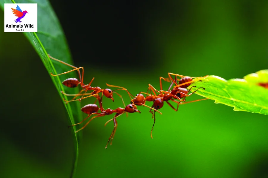 top 10 smartest insects Ant