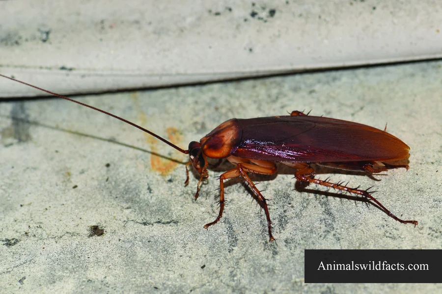 top 10 smartest insects Cockroach