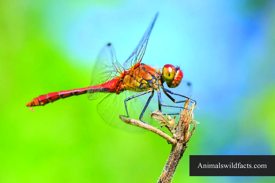top 10 smartest insects Dragonfly