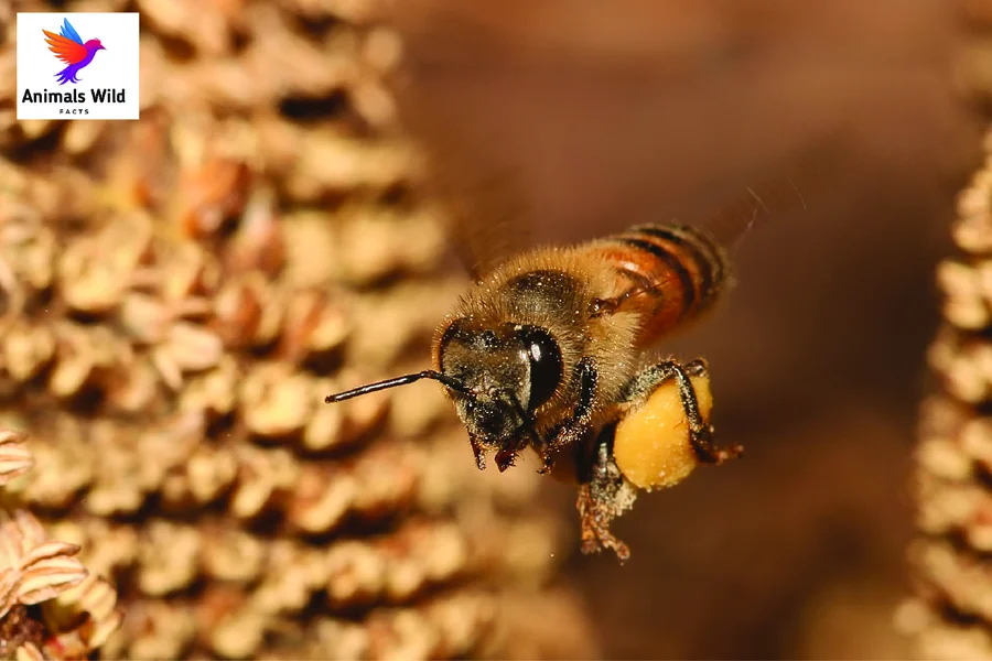 top 10 smartest insects Honey Bee