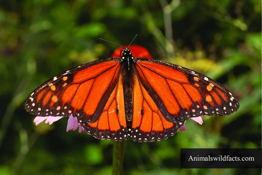 top 10 smartest insects Monarch Butterfly