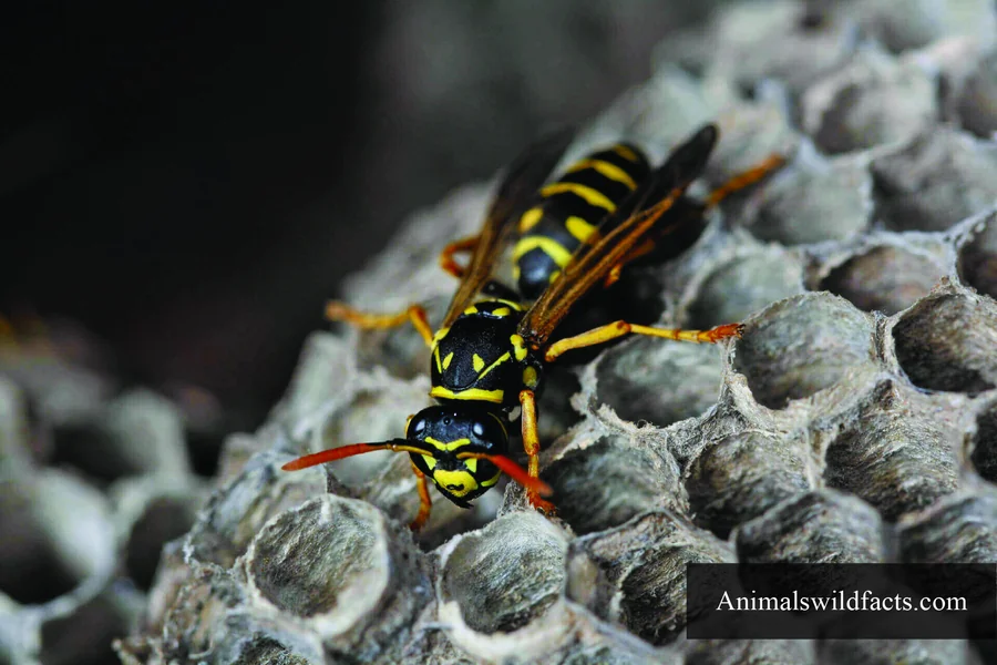 top 10 smartest insects Paper Wasp