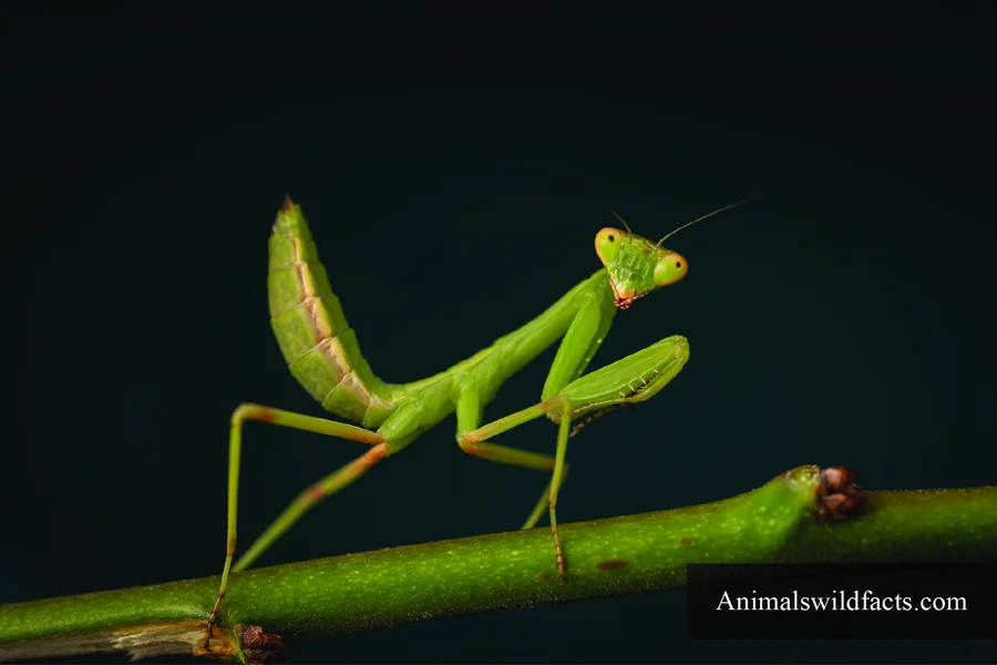top 10 smartest insects Praying Mantis