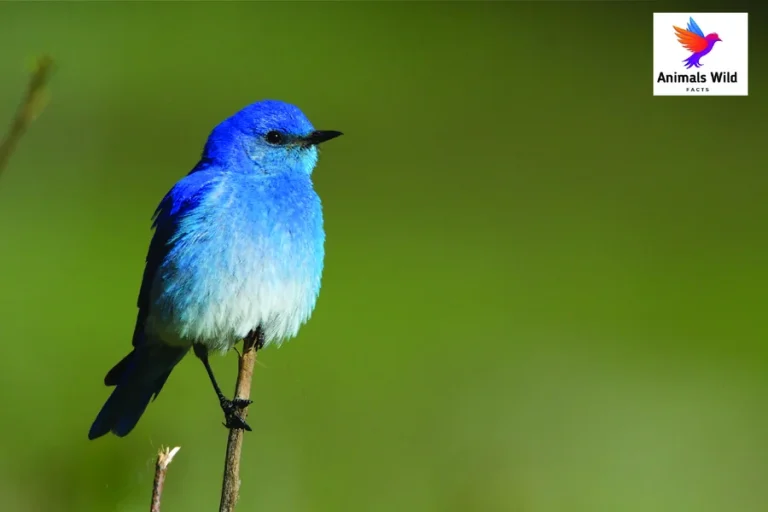 what is the state bird of nevada