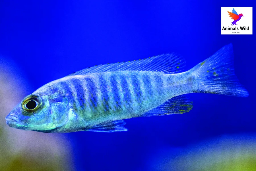 what smell do fish hate