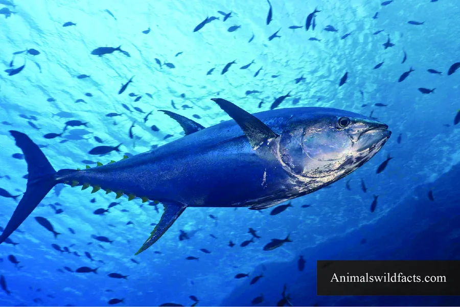 what smell fish hate