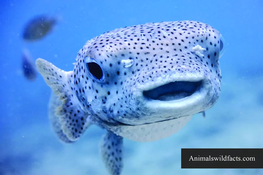 what smells do fish hates