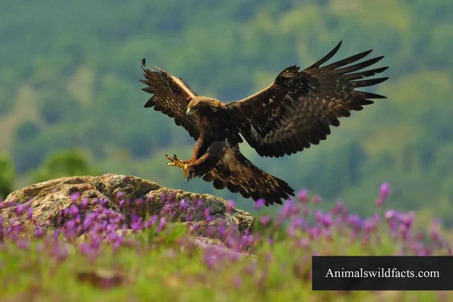 Golden Eagle
