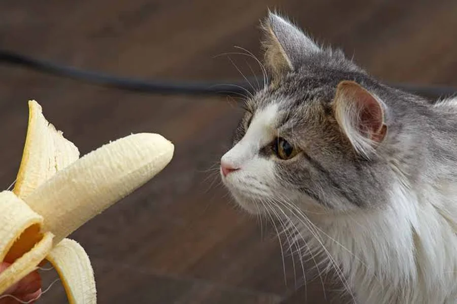 Can Cat Eat Bananas