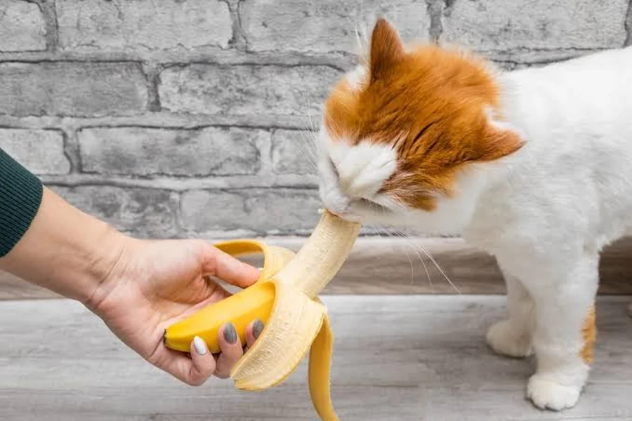 Can Cats Eat Banana