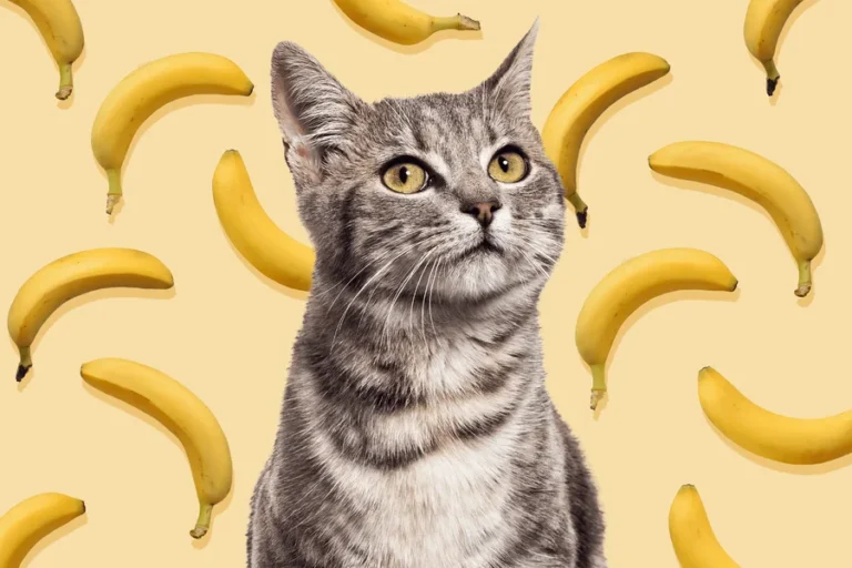 Can Cats Eat Bananas