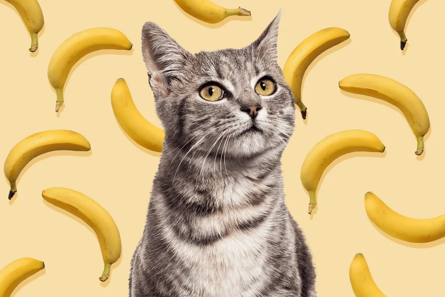 Can Cats Eat Bananas