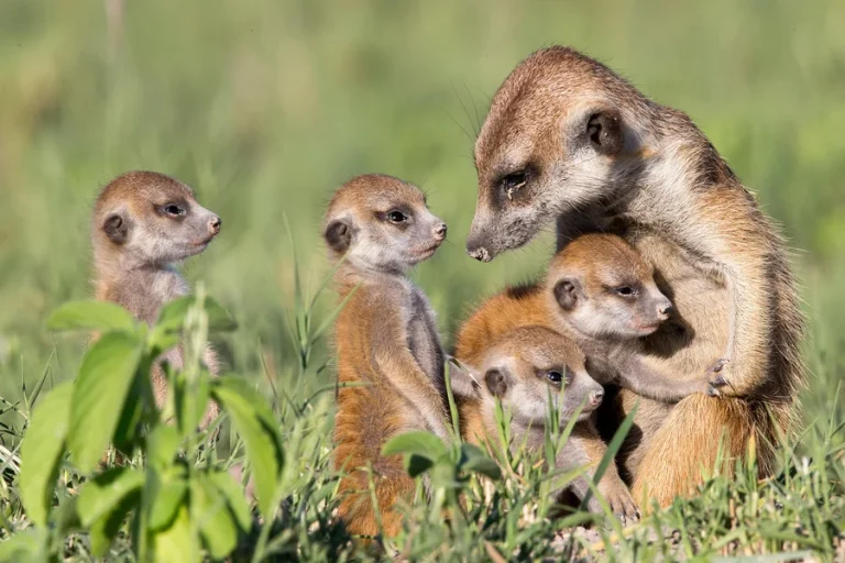 Animals Make Decisions