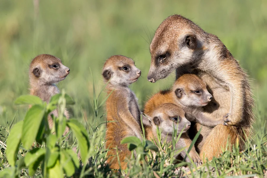 Animals Make Decisions