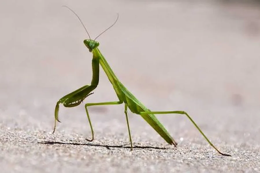 are praying mantis dangerous to dog