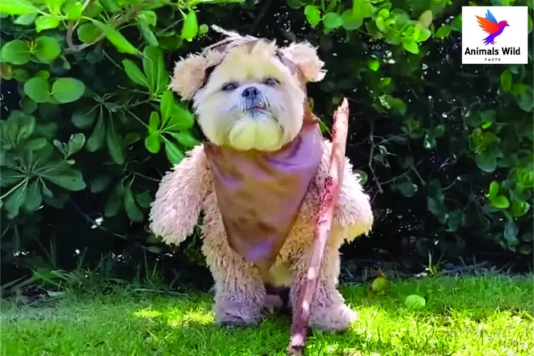 dog ewok costume