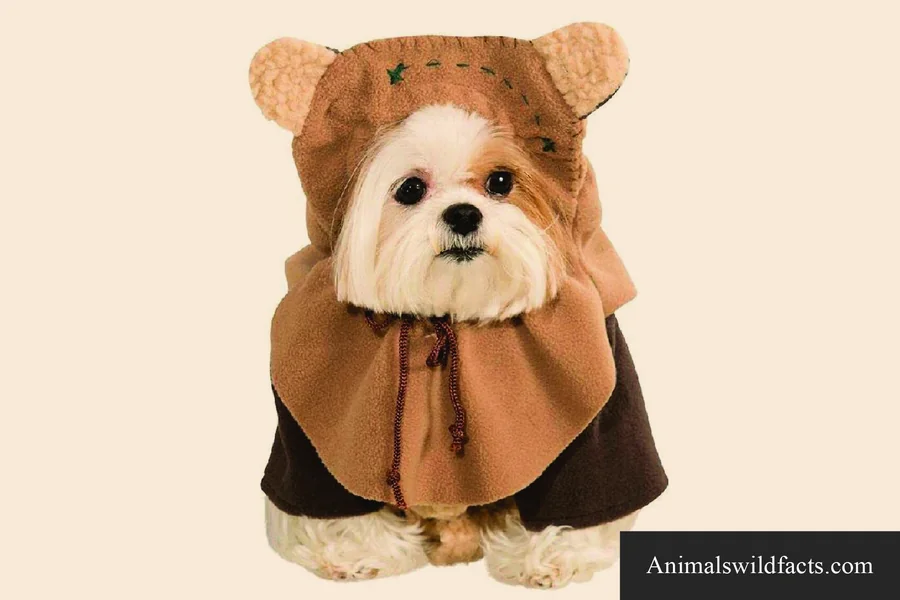 dog ewok costumes