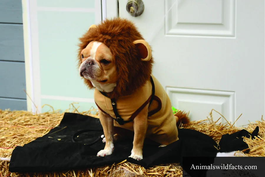 dog ewoks costume