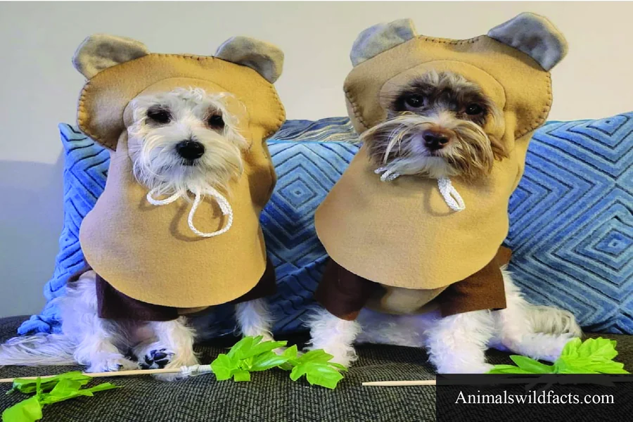 dogs ewok costume