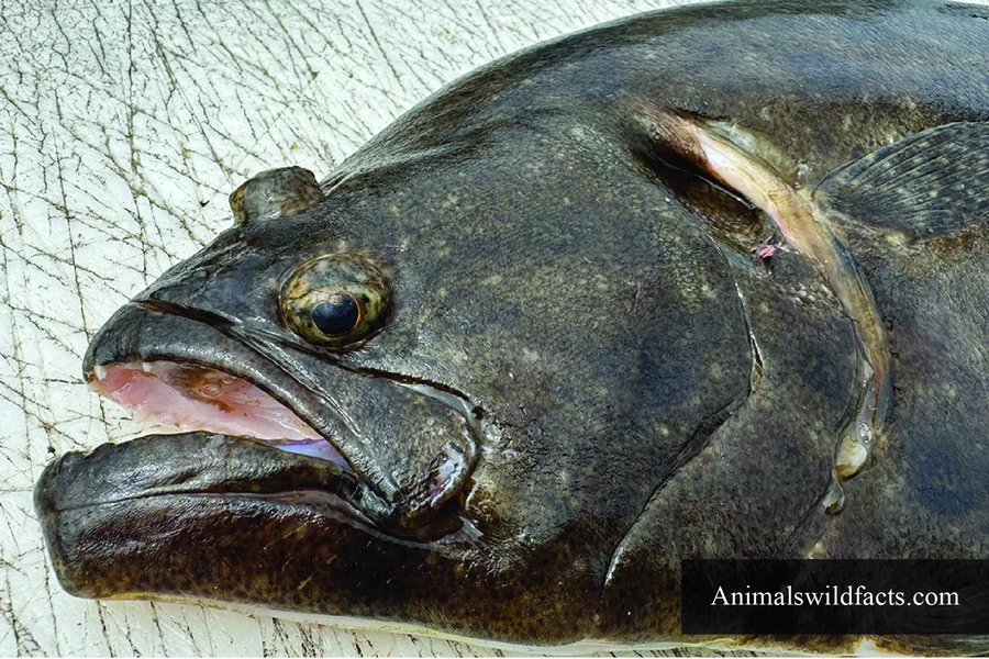 fluke or flounder