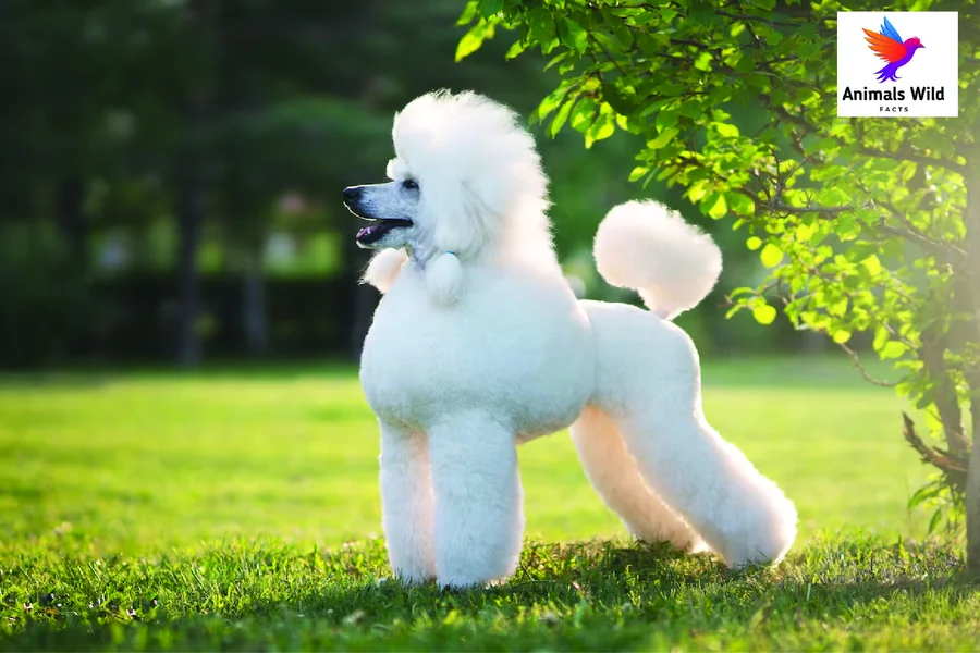 life expectancy for poodle