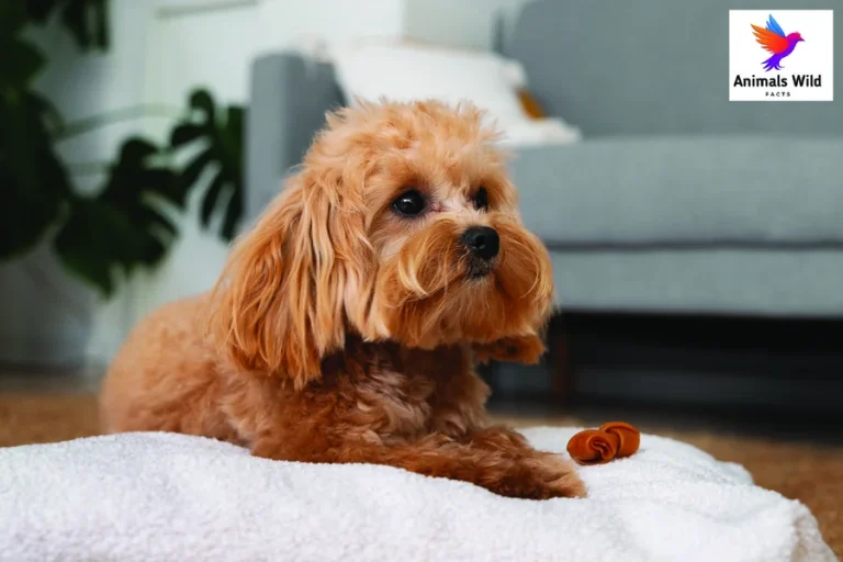 life expectancy for poodles