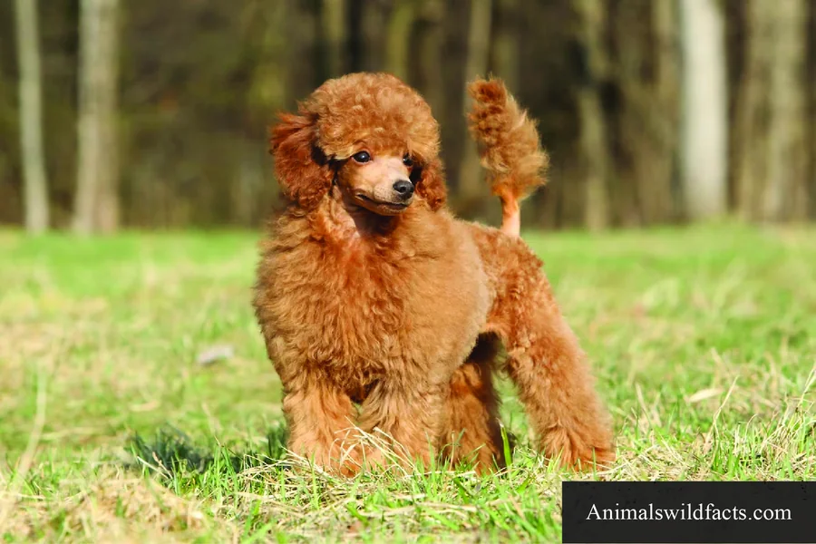 life expectancy poodles