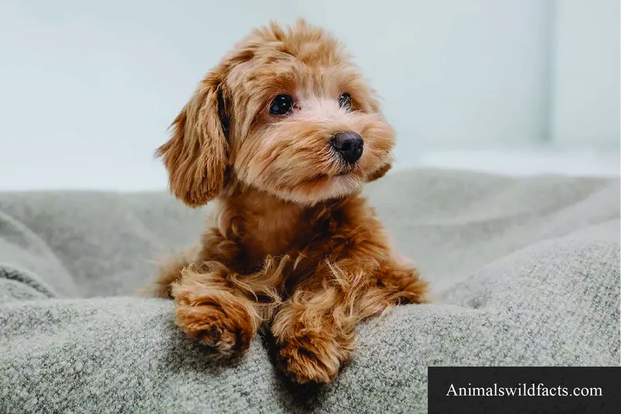 life for poodles