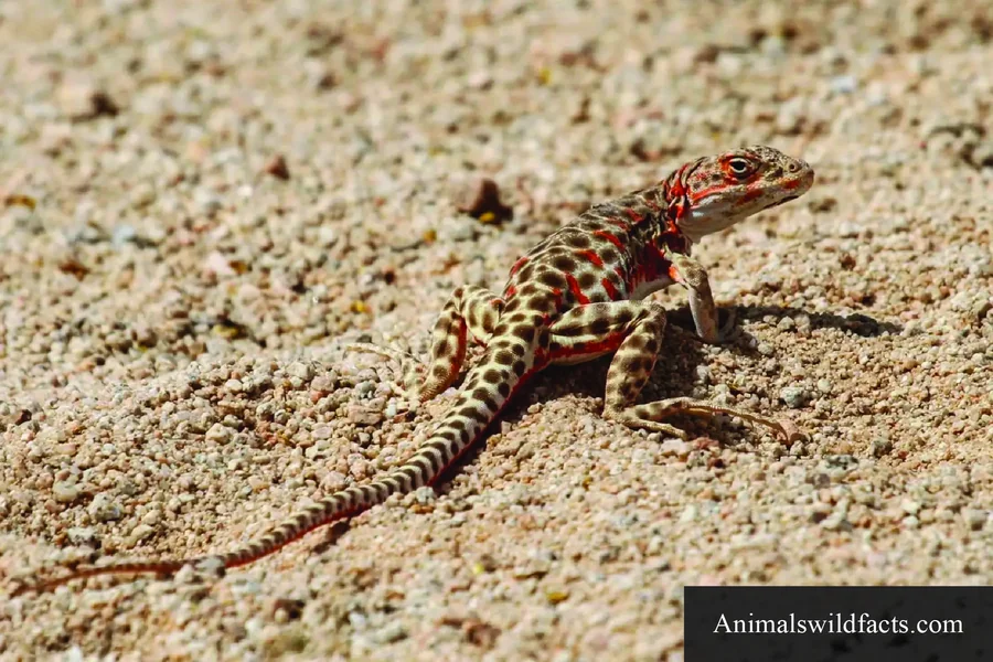 long nose leopard lizard