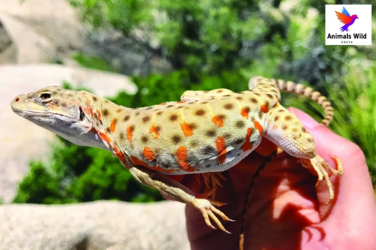long nosed leopard lizard