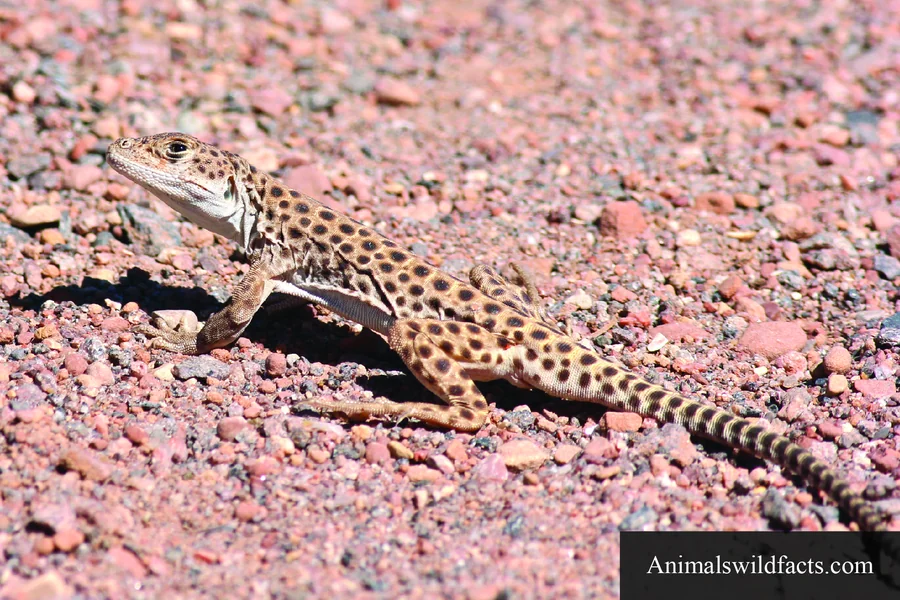 long nosed leopard lizard gambelia wislizenii