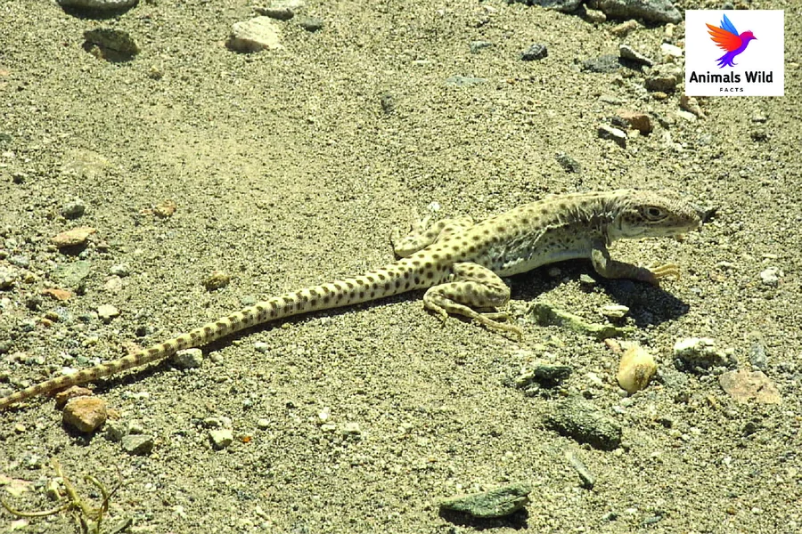 long nosed leopard lizards