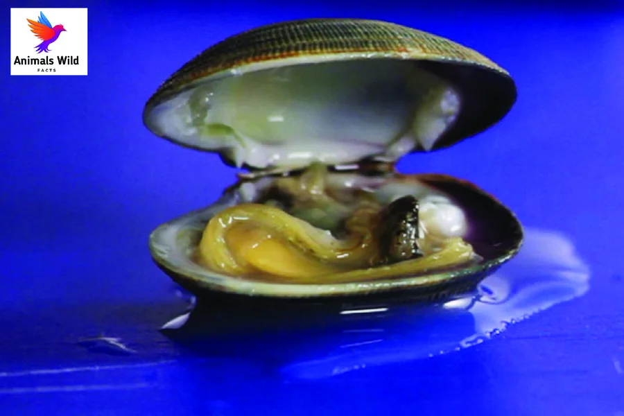 open clam