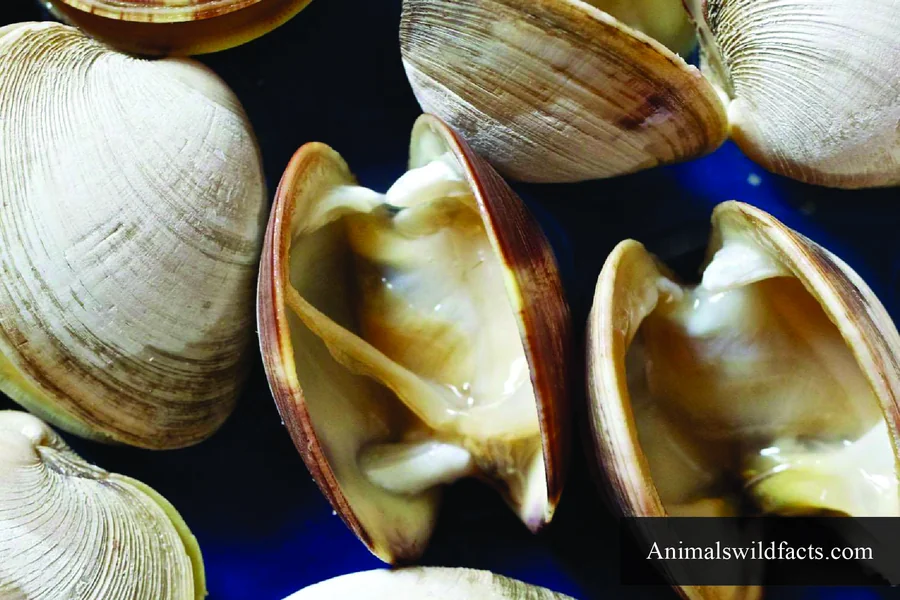 open clams