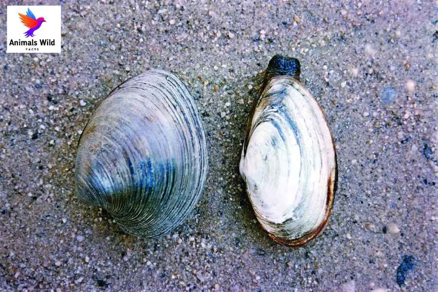 opening clam