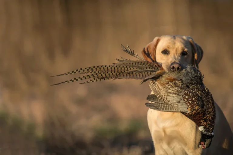 Dog Breeds