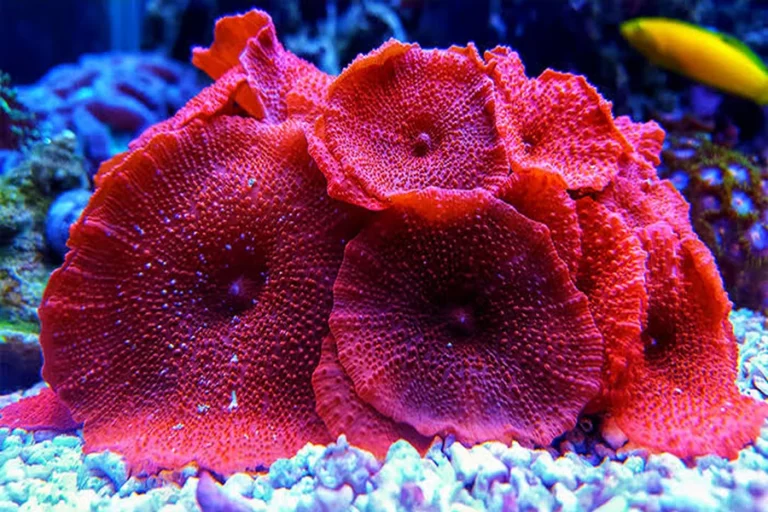 Best Beginner Corals