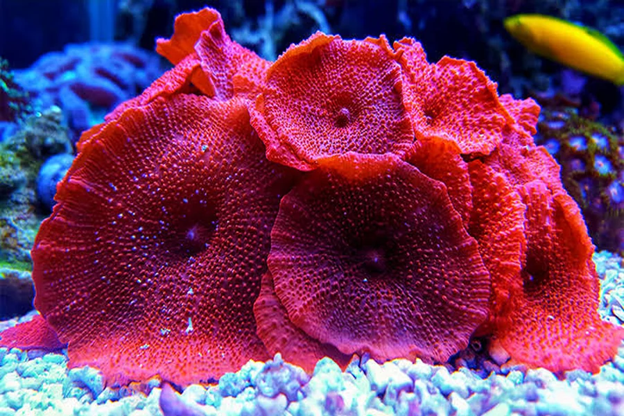 Best Beginner Corals